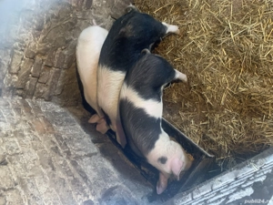 Porci bazna  - imagine 4