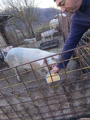 Vând purcea de 120kg detalii la p  - imagine 2