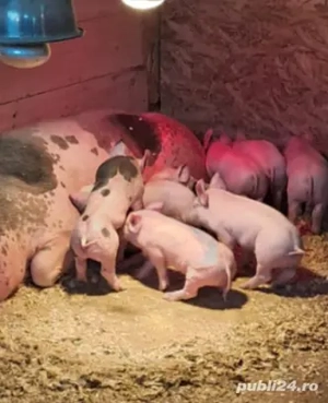 purcei de vanzare - imagine 3
