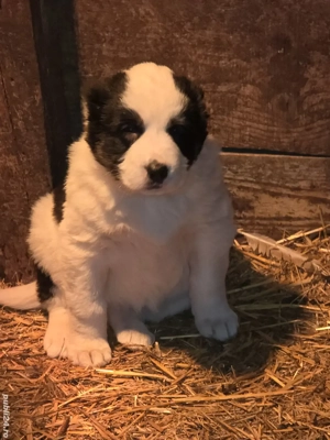 Catelusi asia centrala rasa pura 