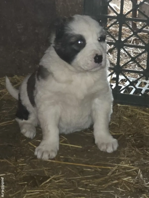  asia centrala rasa pura  2 luni jumate  - imagine 3