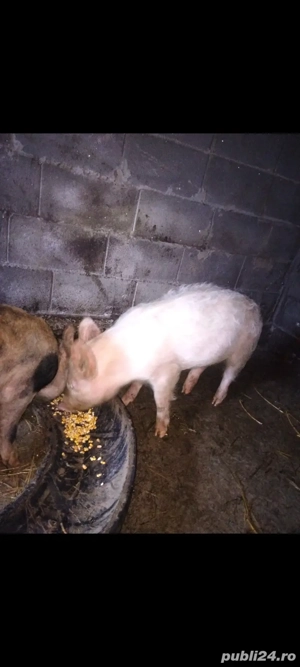 Vând porci 4luni 650bucata