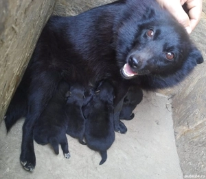 vand ciobanesc german negru - imagine 3