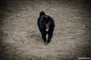 vand ciobanesc german negru - imagine 2