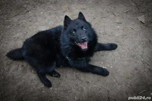 vand ciobanesc german negru