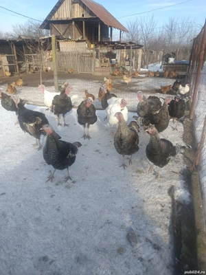 Curci și curcani  - imagine 2