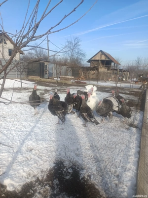 Curci și curcani  - imagine 3