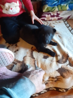 vand ciobanesc german negru - imagine 5