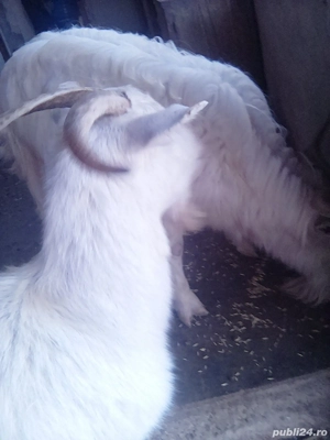 Capra SI tap - imagine 2