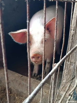 vind scroafa de 10 luni - imagine 2