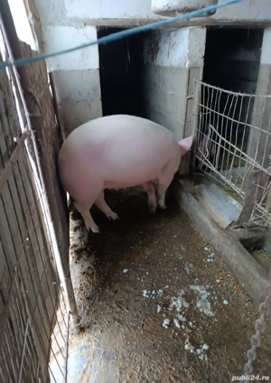 vind scroafa de 10 luni - imagine 5