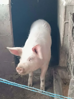 vind scroafa de 10 luni - imagine 3