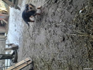 vinnd catei teckel.  - imagine 3