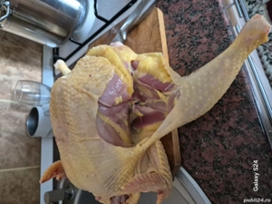 Gaini crescute in propria gospodărie  - imagine 3