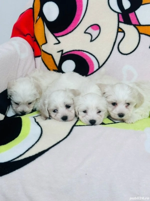 Bichon maltez talie mica  - imagine 2