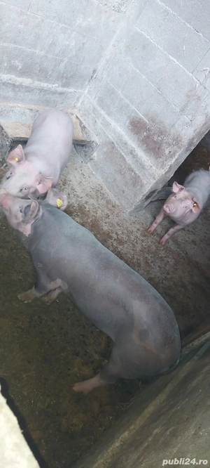 Grasuni  2 buc disponibile si 3 scrofite  bune ptr gestație ( landras cu  pietran)