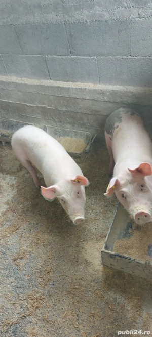 Grasuni  2 buc disponibile si 3 scrofite  bune ptr gestație ( landras cu  pietran) - imagine 3
