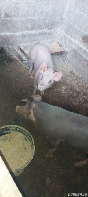 Grasuni  2 buc disponibile si 3 scrofite  bune ptr gestație ( landras cu  pietran) - imagine 5