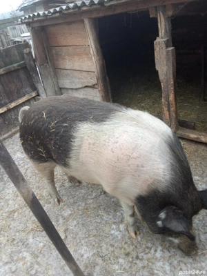 Porc de vânzare   sănătos, crescut natural - imagine 2