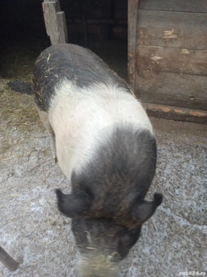 Porc de vânzare   sănătos, crescut natural - imagine 3