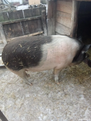 Porc de vânzare   sănătos, crescut natural