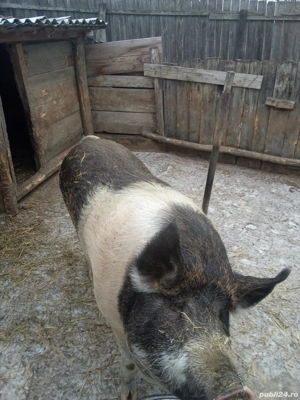 Porc de vânzare   sănătos, crescut natural - imagine 4