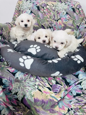 Bichon maltez talie mica 