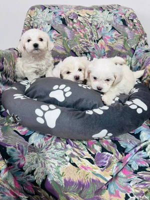 Bichon maltez talie mica  - imagine 4