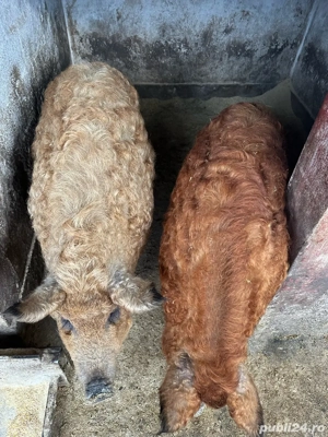 Vand porci de mangalita!