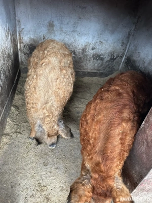 Vand porci de mangalita! - imagine 3