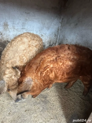 Vand porci de mangalita! - imagine 2