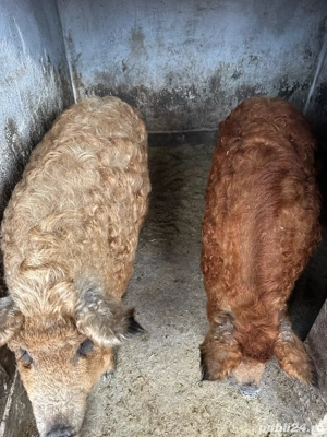 Vand porci de mangalita! - imagine 5