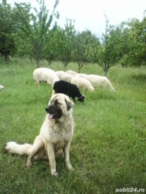 Vand catelusa Kangal! - imagine 3