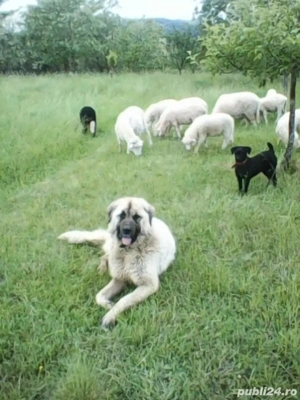 Vand catelusa Kangal! - imagine 5