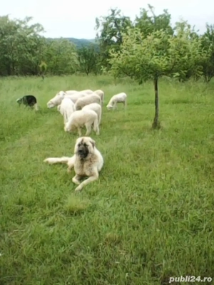 Vand catelusa Kangal! - imagine 4