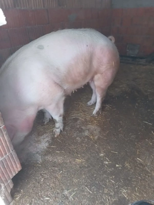 Vând porci  - imagine 2