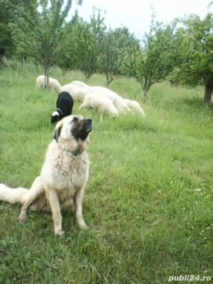Vand catelusa Kangal! - imagine 1