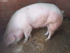 Vând porci  - imagine 3