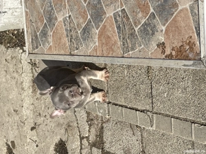 Bulldog francez deosebit  - imagine 2