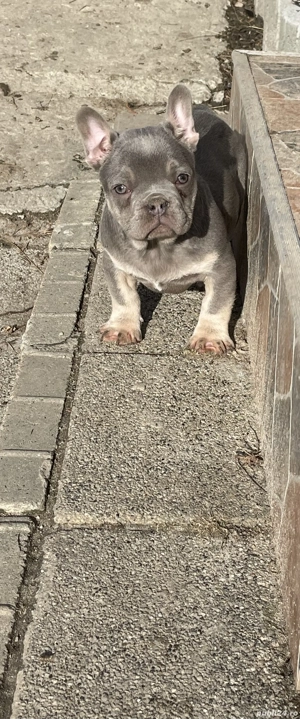 Bulldog francez deosebit  - imagine 3
