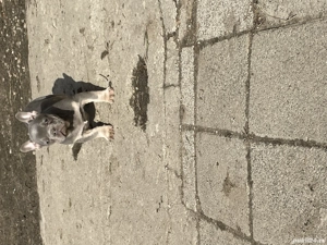 Bulldog francez deosebit  - imagine 4