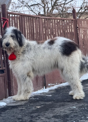 Femelă Ciobănesc Mioritic cu Pedigree - imagine 4