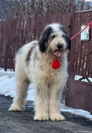 Femelă Ciobănesc Mioritic cu Pedigree - imagine 2