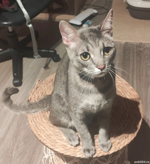 Adoptie Urgent - Dora 1,5 ani - Gata educata si cu obiectele ei personale
