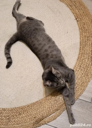 Adoptie Urgent - Dora 1,5 ani - Gata educata si cu obiectele ei personale - imagine 2