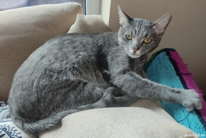 Adoptie Urgent - Dora 1,5 ani - Gata educata si cu obiectele ei personale - imagine 3