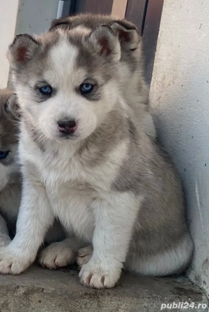 Pui Husky Siberian  - imagine 2