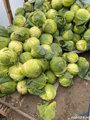 vand varza  - imagine 2