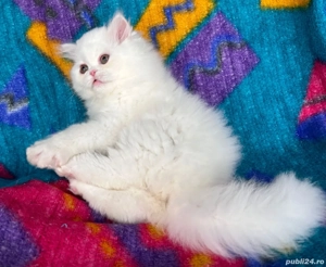 Pisicuță Scottish Straight Longhair, mic fulg de nea, deține Pedigree - imagine 5