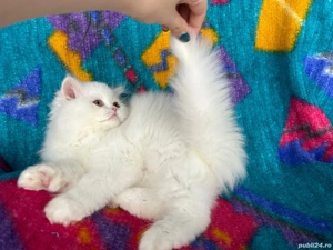 Pisicuță Scottish Straight Longhair, mic fulg de nea, deține Pedigree - imagine 3